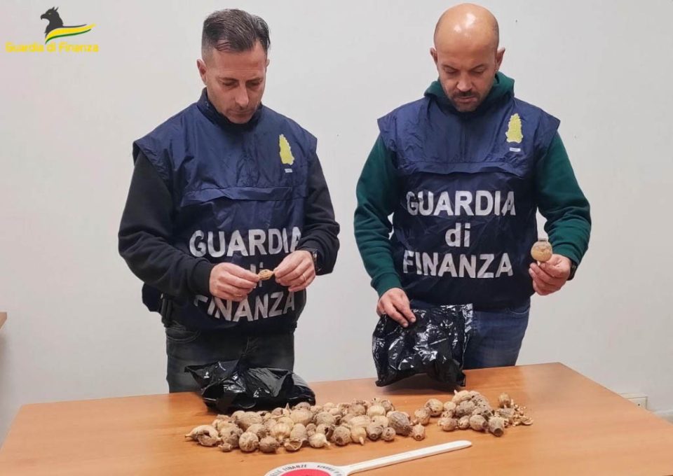 GdF Latina: sequestrati circa 100 bulbi da papavero da oppio